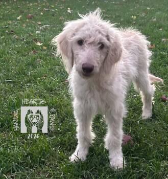 Kesha -  Golden Retriever and Standard Poodle Dog for Adoption in Omaha, Nebraska - Kesha | PetCurious