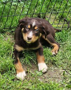 Australian Shepherd Dogs Available for Adoption in New Albany, Ohio - Echo | PetCurious