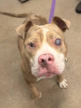 Popeye -  Pit Bull Terrier Dog for Adoption in Cleveland, Ohio - Popeye | PetCurious