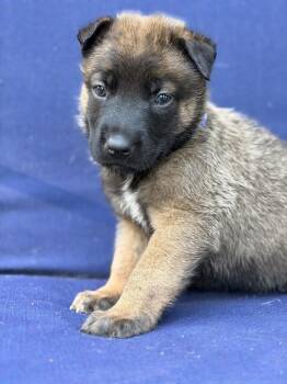 Finn -  Belgian Shepherd Malinois and German Shepherd Dog Dog for Adoption in Pleasant Hill, California - Finn | PetCurious