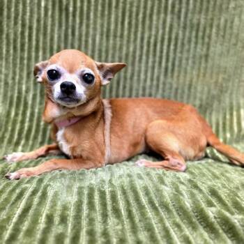 SHAMROCK -  Chihuahua Dog for Adoption in Long Beach, California - SHAMROCK | PetCurious