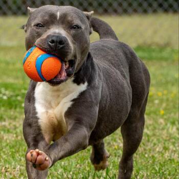 Rescue Mixed Breed Dogs for Adoption in Myrtle Beach, South Carolina - Max | PetCurious