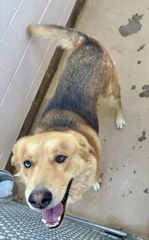Rescue German Shepherd Dog and Husky Dogs for Adoption in Sierra Vista, Arizona - Apollo | PetCurious