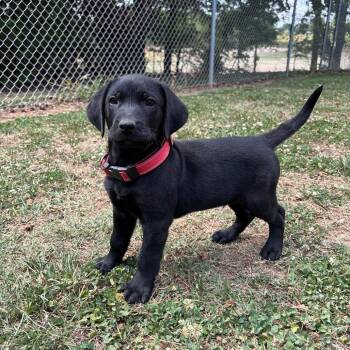 Plott Hound and Mixed Breed Dogs Available for Adoption in Roxboro, North Carolina - Dozer | PetCurious