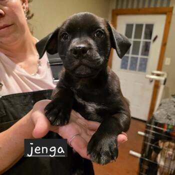 Jenga -  Mixed Breed Dog for Adoption in Glenfield, New York - Jenga | PetCurious