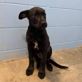 Black Labrador Retriever Dogs Available for Adoption - Reese | PetCurious