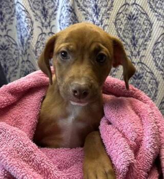 Pit Bull Terrier and Mixed Breed Dogs Available for Adoption - Noel | PetCurious