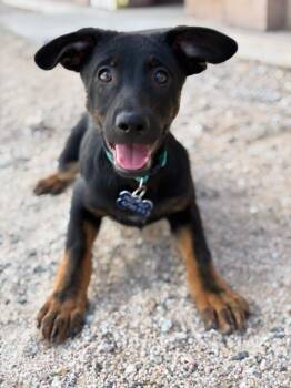 Mojo -  Shepherd Dog for Adoption in Twentynine Palms, California - Mojo | PetCurious