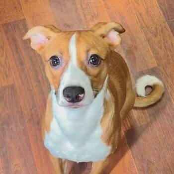 Fredwina -  Terrier and Mixed Breed Dog for Adoption in Wahiawa, Hawaii - Fredwina | PetCurious