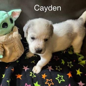American Staffordshire Terrier Dogs Available for Adoption in San Antonio, Texas - Cayden | PetCurious