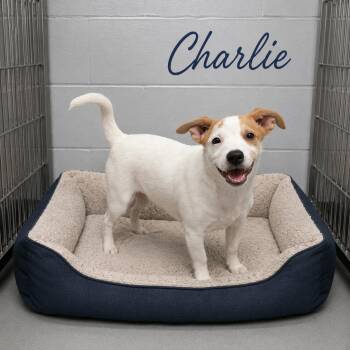Charlie -  Carolina Dog Dog for Adoption in Momence, Illinois - Charlie | PetCurious