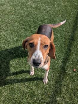 Shania -  Hound and Mixed Breed Dog for Adoption in Louisburg, North Carolina - Shania | PetCurious