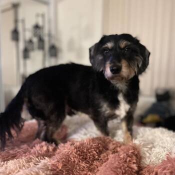 Wirehaired Dachshund Dogs Available for Adoption in Naperville, Illinois - Ace | PetCurious