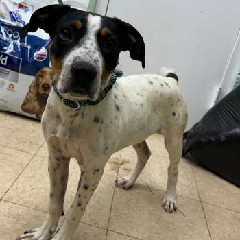 Sherbert -  Mixed Breed Dog for Adoption in Rocky Mount, Virginia - Sherbert | PetCurious
