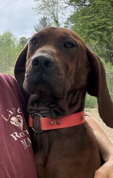 Redbone Coonhound Dogs Available for Adoption in Marshall, North Carolina - Narwhal | PetCurious