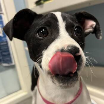 Mixed Breed Dogs Available for Adoption - Pikachu | PetCurious