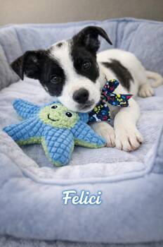 Catahoula Leopard Dog and Husky Dogs Available for Adoption - Felici | PetCurious