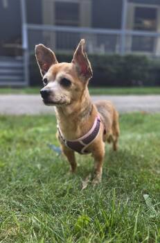 Bill -  Chihuahua and Mixed Breed Dog for Adoption in Oxford, Michigan - Bill | PetCurious