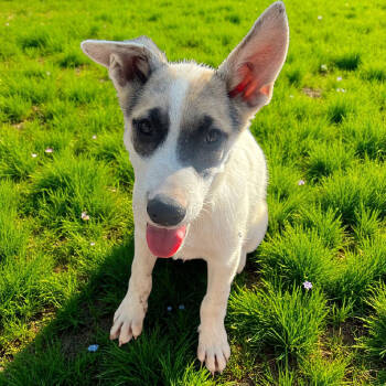 Rescue German Shepherd Dog Dogs for Adoption in Madera, California - Pistachio | PetCurious