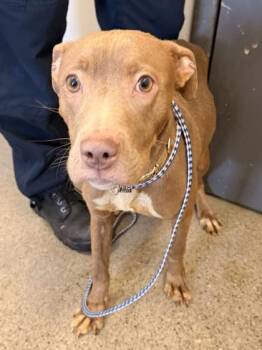 Pit Bull Terrier Dogs Available for Adoption - Phoebe | PetCurious