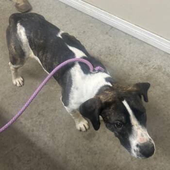 Beagle Dogs Available for Adoption in Butler, Kentucky - JoJo | PetCurious