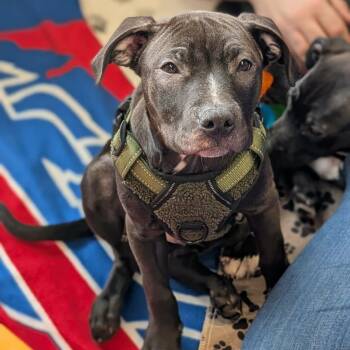 Mixed Breed and Pit Bull Terrier Dogs Available for Adoption in Hilton, New York - Timon | PetCurious