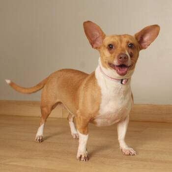 Pippa D71225 -  Chihuahua and Mixed Breed Dog for Adoption in Minnetonka, Minnesota - Pippa D71225 | PetCurious