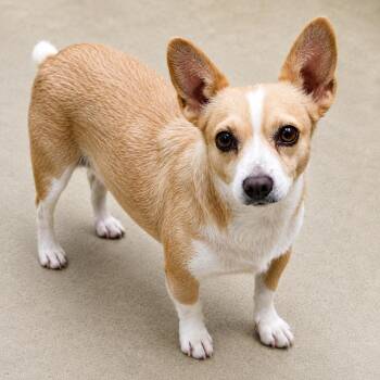 Swiss -  Chihuahua and Mixed Breed Dog for Adoption in Wickenburg, Arizona - Swiss | PetCurious
