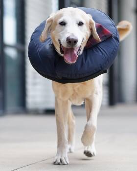 Rescue Labrador Retriever Dogs for Adoption in Houston, Texas - Cooper | PetCurious