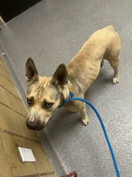 Rescue German Shepherd Dog and Pit Bull Terrier Dogs for Adoption in Greenfield, Indiana - Sicilly | PetCurious