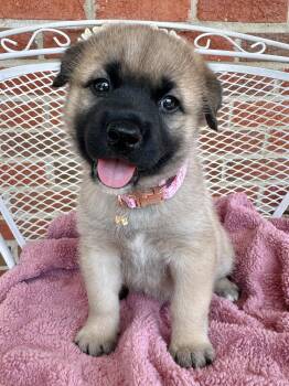 Muffin -  Shepherd Dog for Adoption in Pleasure Rdge, Kentucky - Muffin | PetCurious