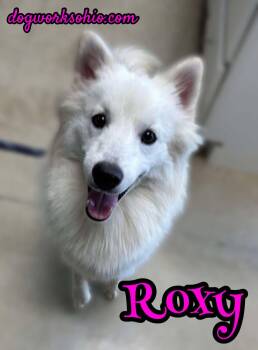Rescue Pomsky Dogs for Adoption in Toledo, Ohio - Roxy | PetCurious