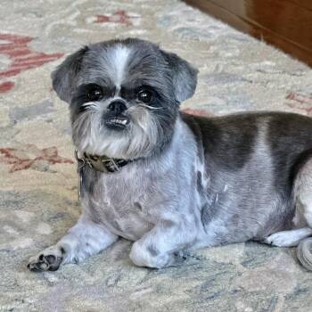 Rescue Shih Tzu Dogs for Adoption in Plano, Texas - Lucy Post | PetCurious