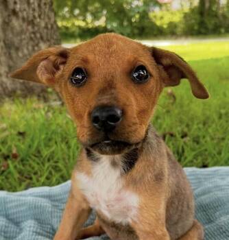 Baby Jerry -  Hound Dog for Adoption in Washington, District Of Columbia - Baby Jerry | PetCurious