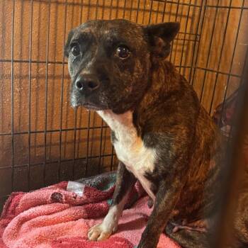 cookie -  Pit Bull Terrier Dog for Adoption in Anahuac, Texas - Cookie | PetCurious