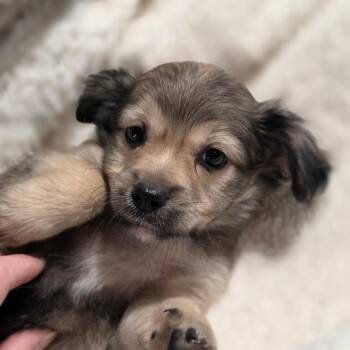 Willie SSP -  Chihuahua and Terrier Dog for Adoption in Austin, Texas - Willie SSP | PetCurious