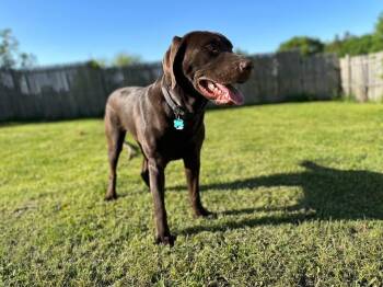Chocolate Labrador Retriever Dogs Available for Adoption - Goose | PetCurious