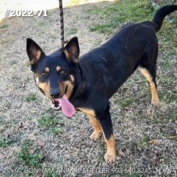 Rescue Australian Kelpie Dogs for Adoption in Pottsboro, Texas - Jenny | PetCurious