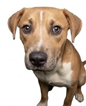 Mixed Breed Dogs Available for Adoption in Ossining, New York - Diesel | PetCurious