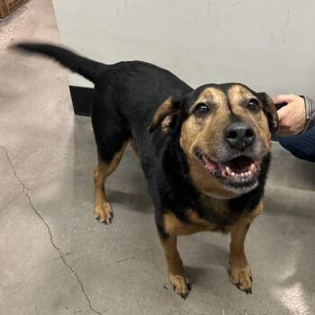 Lexi -  Shepherd and Rottweiler Dog for Adoption in Tampa, Florida - Lexi | PetCurious