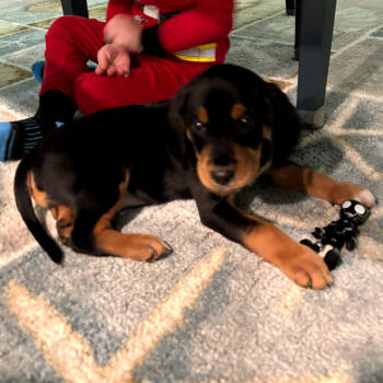 Rescue Beagle and Maltese Dogs for Adoption in Myrtle Beach, South Carolina - Finny | PetCurious