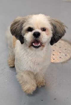 Lhasa Apso and Mixed Breed Dogs Available for Adoption in Kingsland, Georgia - Cooper | PetCurious