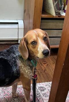 Romeo -  Beagle Dog for Adoption in Riverdale, New Jersey - Romeo | PetCurious