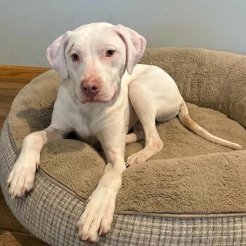 Mixed Breed Dogs Available for Adoption in Buffalo, Minnesota - Sully | PetCurious