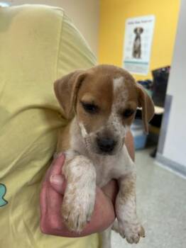 Jo -  Mixed Breed Dog for Adoption in Kansas City, Missouri - Jo | PetCurious