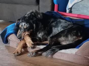 Smores -  Hound and Australian Cattle Dog Blue Heeler Dog for Adoption in Crocker, Missouri - Smores | PetCurious