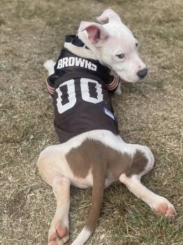 Rescue Mixed Breed Dogs for Adoption in Charlotte, North Carolina - Jr | PetCurious