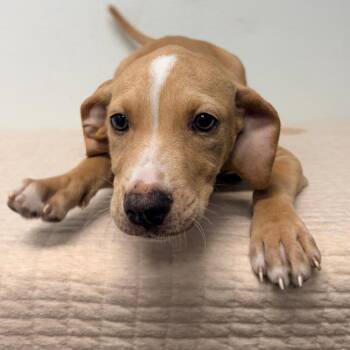 Kiba (Foster) -  Terrier Dog for Adoption in Belleville, Illinois - Kiba (Foster) | PetCurious