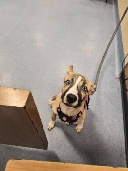 Pit Bull Terrier and Siberian Husky Dogs Available for Adoption - NALA GONNA LIE | PetCurious