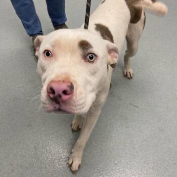 Pit Bull Terrier Dogs Available for Adoption in Abilene, Texas - Sprite | PetCurious
